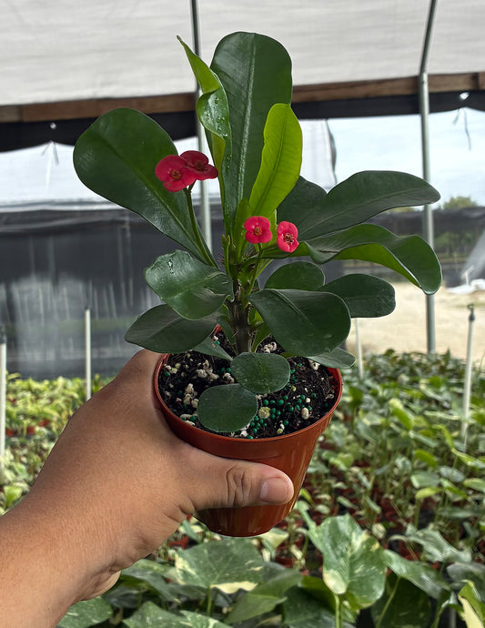 Crown of Thorns Red Flower