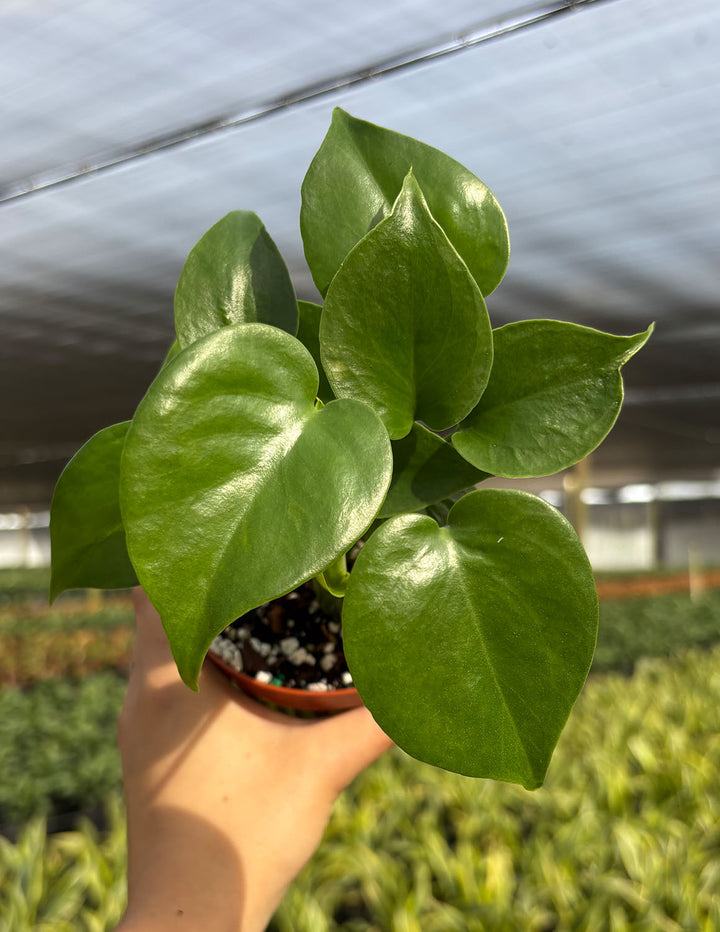 monstera deliciosa camgirl Monstera Deliciosa | Swiss Cheese Plant