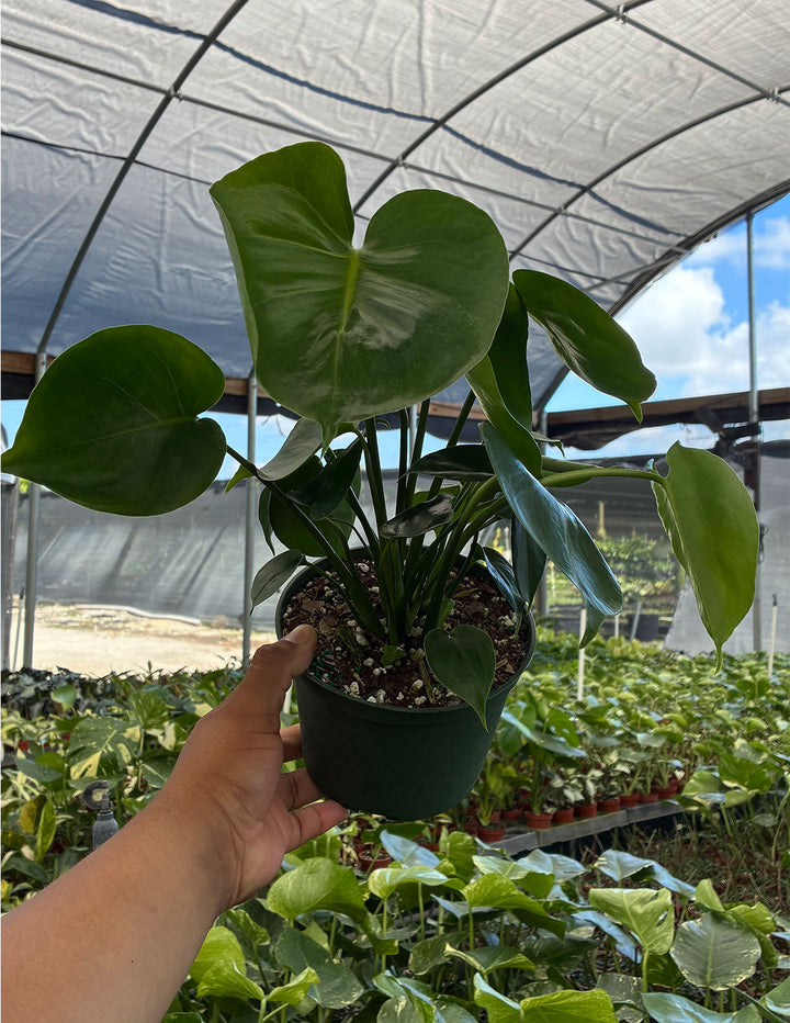 cheap monstera deliciosa Monstera Deliciosa | Swiss Cheese Plant