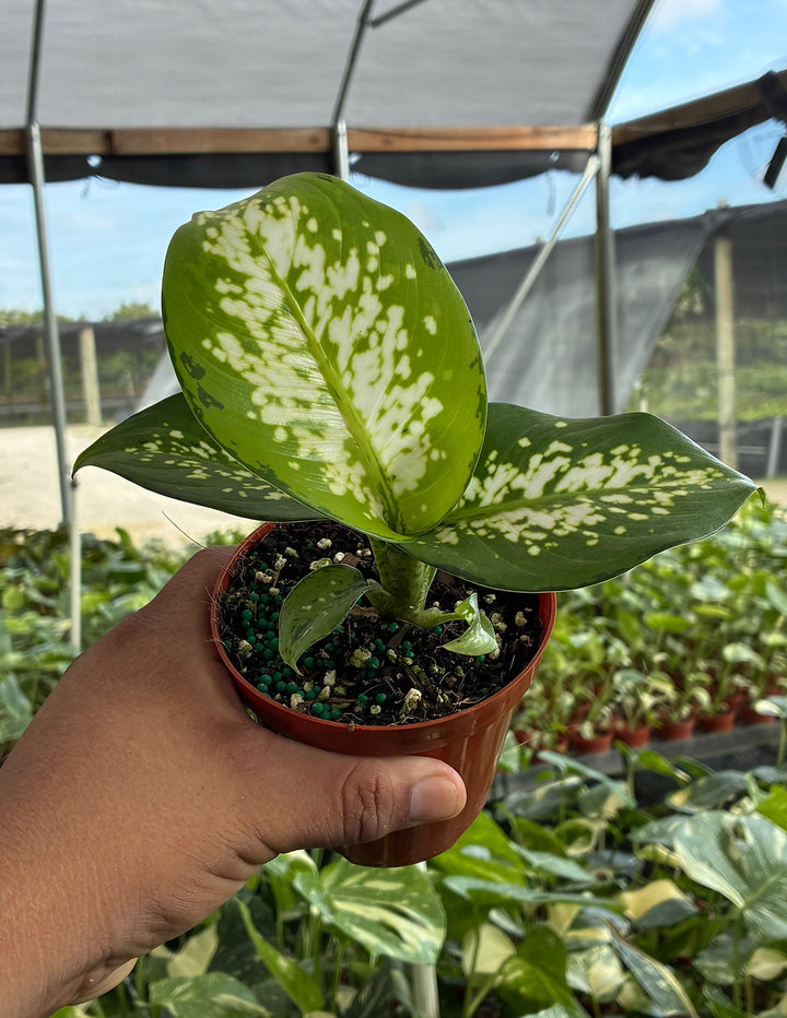 dieffenbachia delilah growing conditions Dieffenbachia Delilah