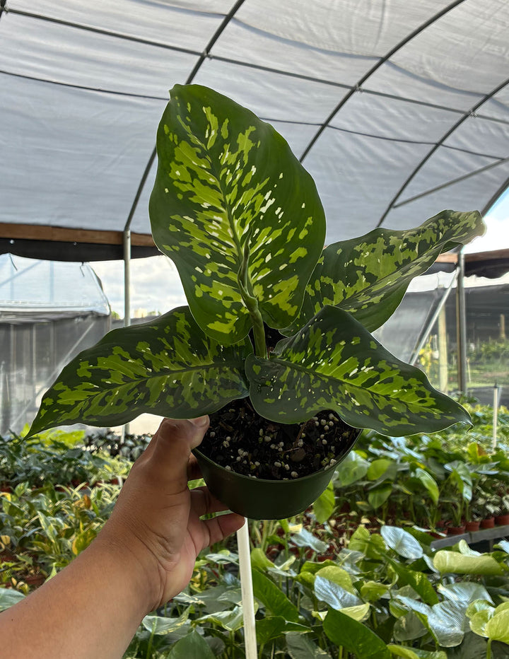 dieffenbachia army Dieffenbachia Military