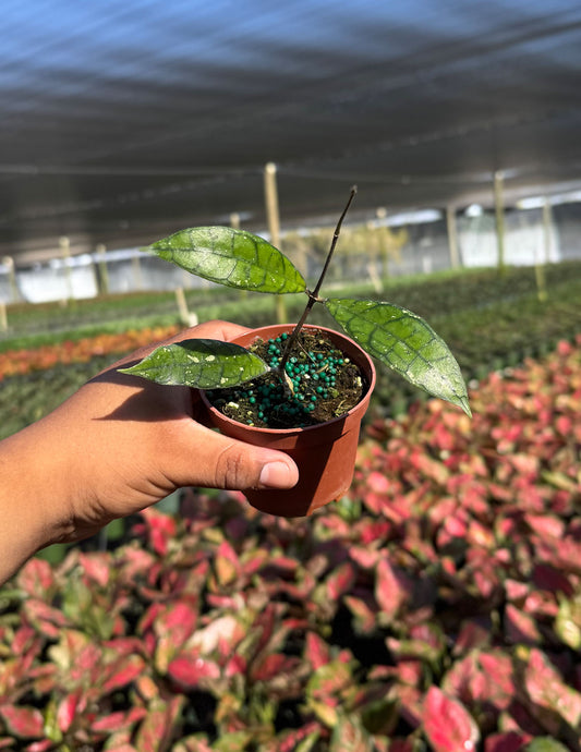 Hoya Finlaysonii EPC 317