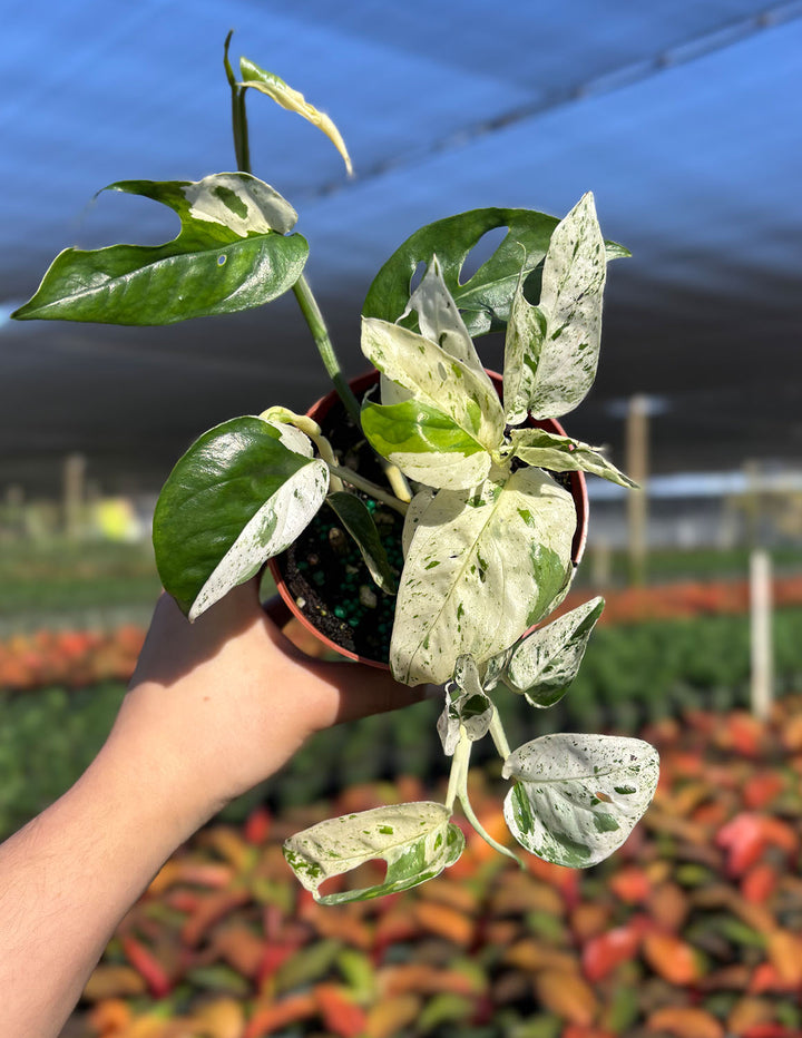 epi marble pothos Epipremnum Pinnatum Marble | Houseplants