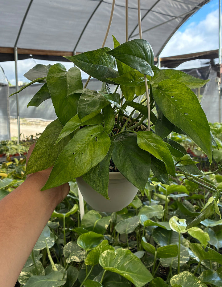 mint pothos Epipremnum Pinnatum Mint | Houseplants