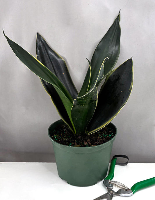 Sansevieria Fabi - Plant Proper - 6" Pot