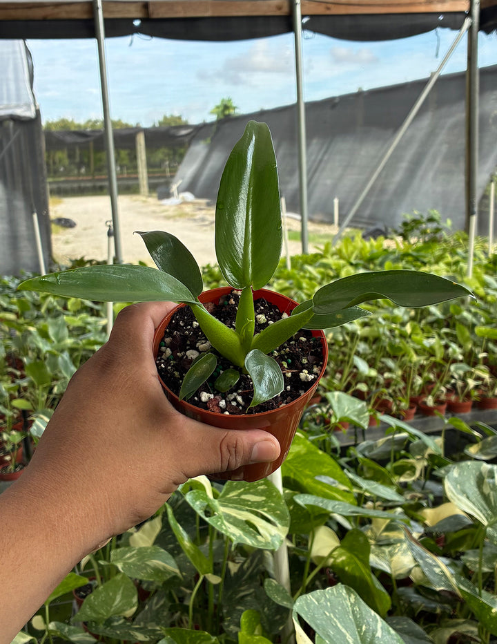 philodendron fat boy Philodendron Fat Boy | Houseplants