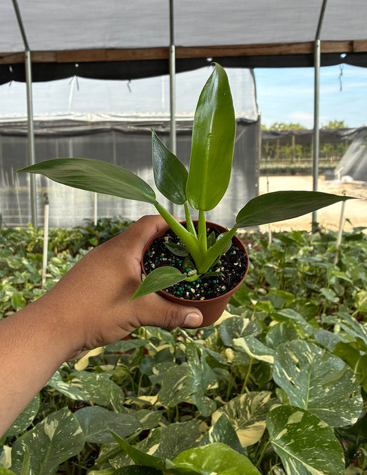 Philodendron Fat Boy