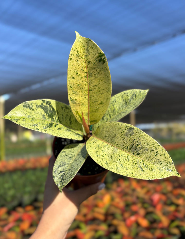 ficus moonshine variegata shivereana Ficus Shivereana | Houseplant