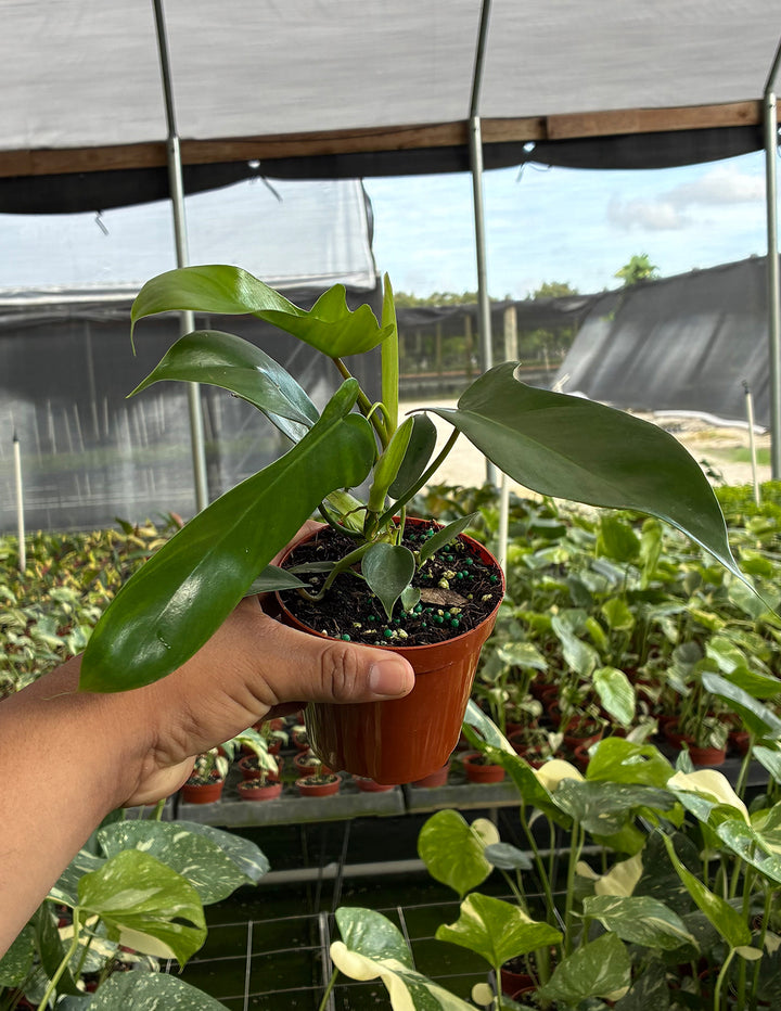 philodendron 'florida green' Philodendron Florida Green | Houseplant