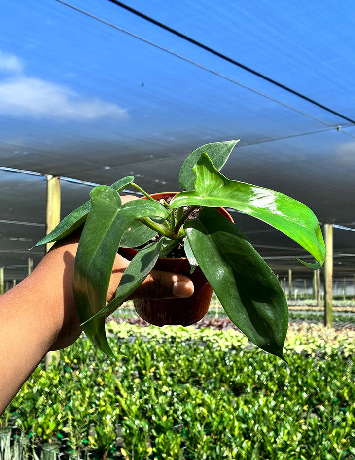 philodendron florida green standort Philodendron Florida Green | Houseplant