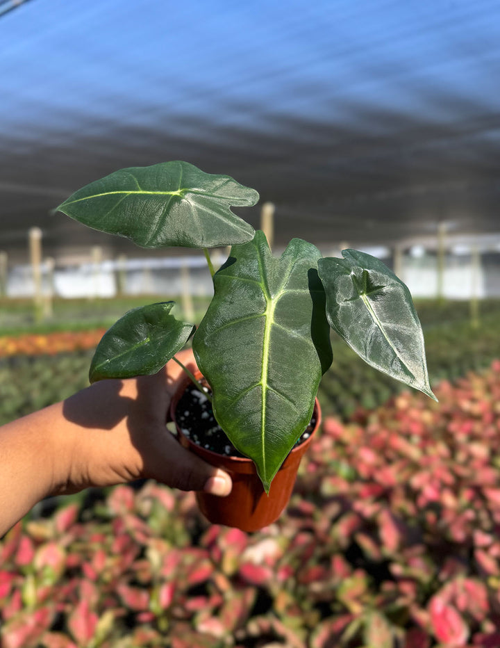 alo frydek Alocasia Frydek | Houseplants