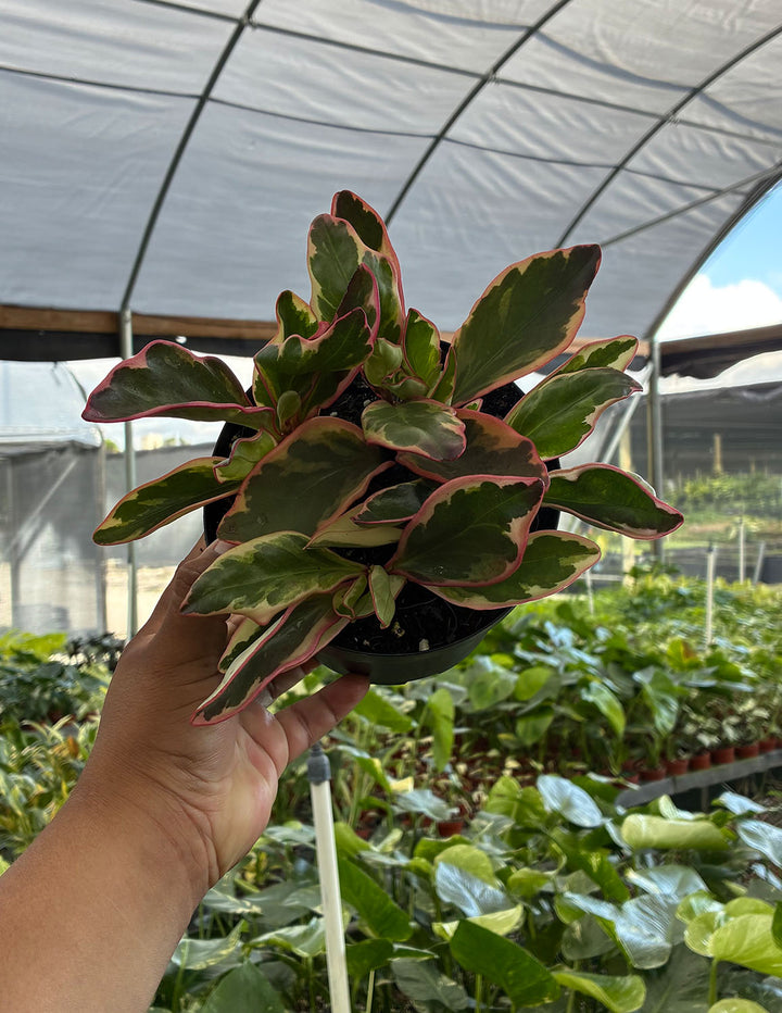 Peperomia Ginny | Houseplants