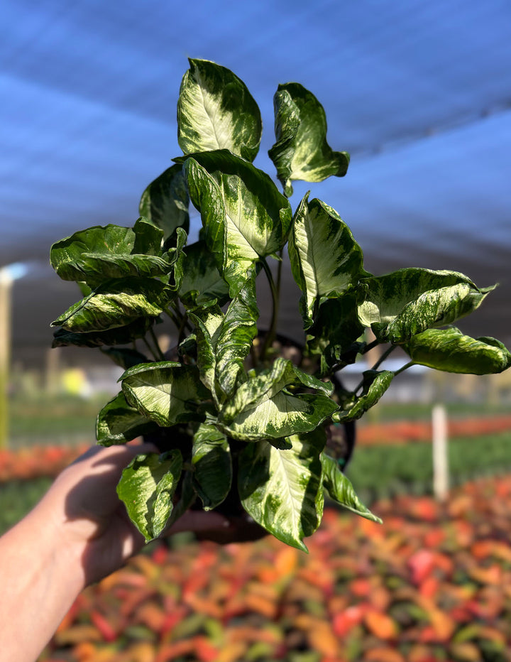 Syngonium Godzilla | Arrowhead Plant