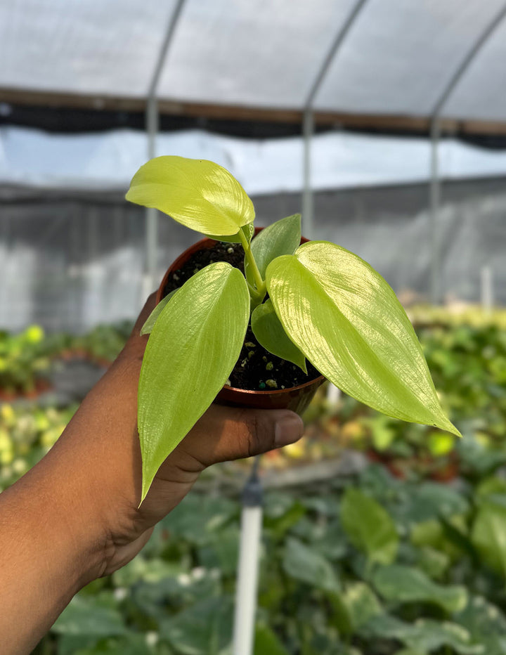 Philodendron Golden Violin