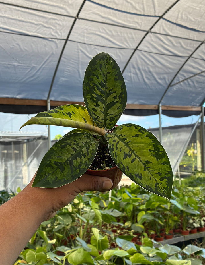 Homalomena Camouflage