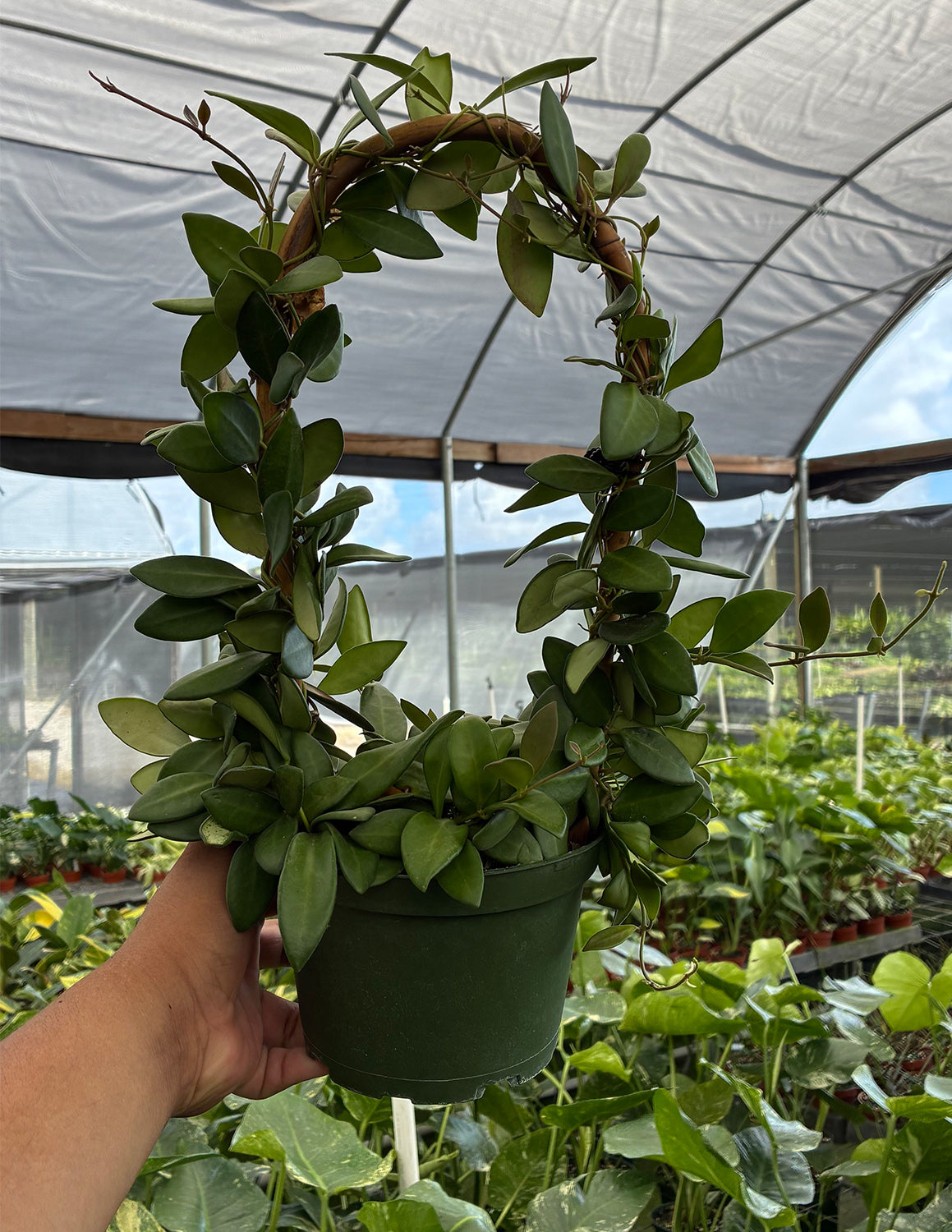Plant Proper Hoya Burtoniae - Thumbnail 2