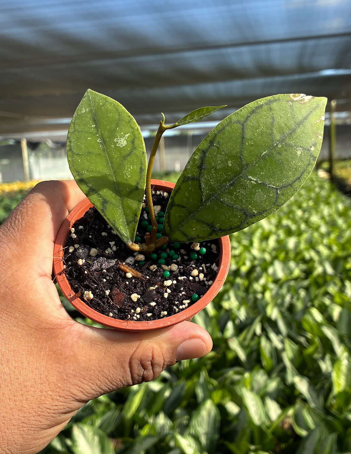 Hoya Callistophylla Black Cat | House Plants | Always Affordable