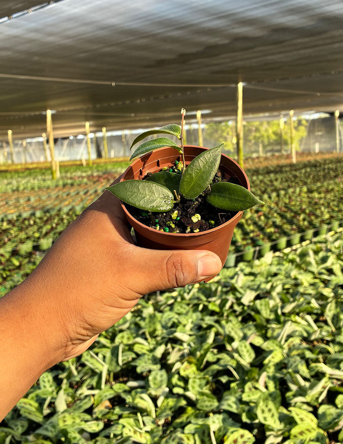 Hoya Patella Pink | Always Affordable at Plant Proper