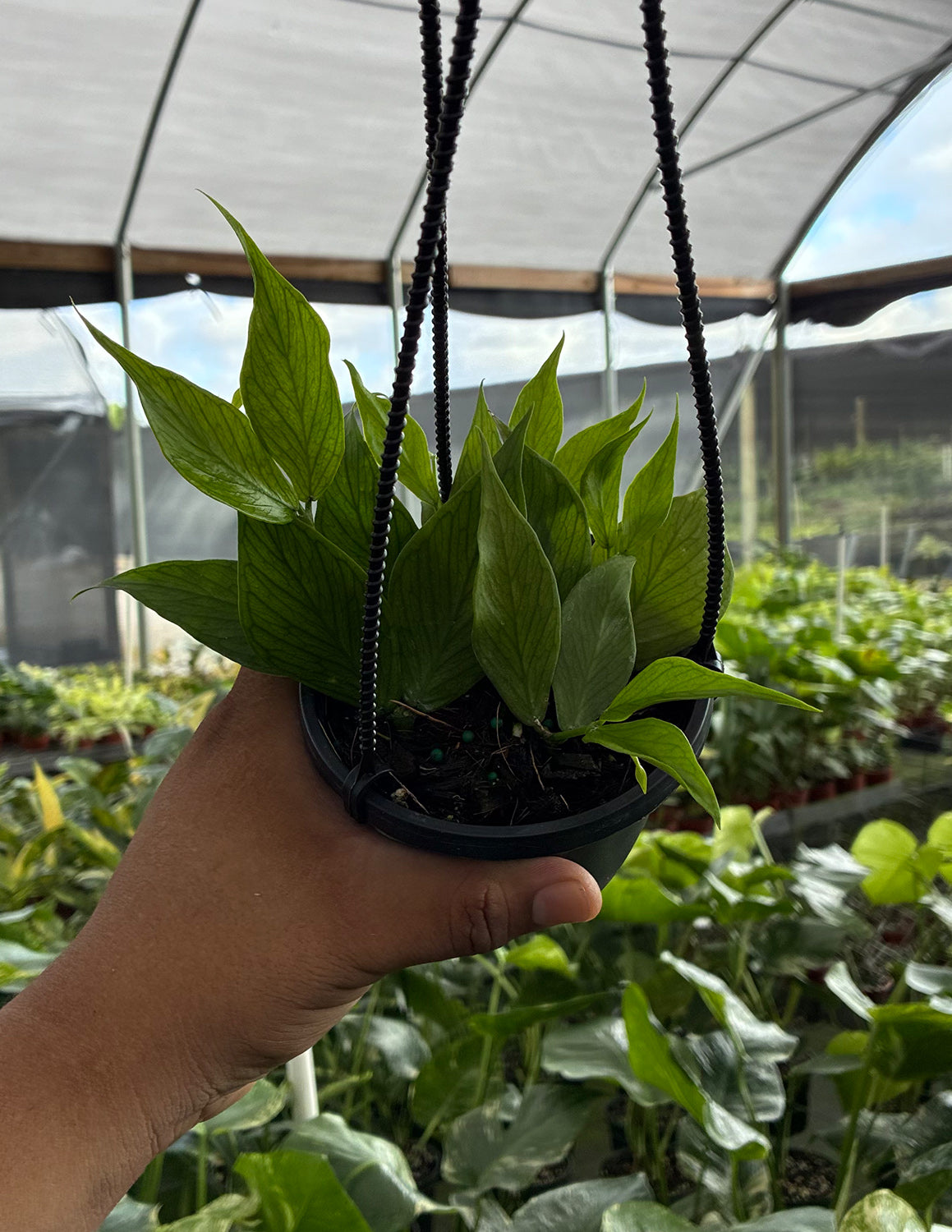 Hoya Polyneura Fishtail | Wax Plant | Always Affordable at Plant