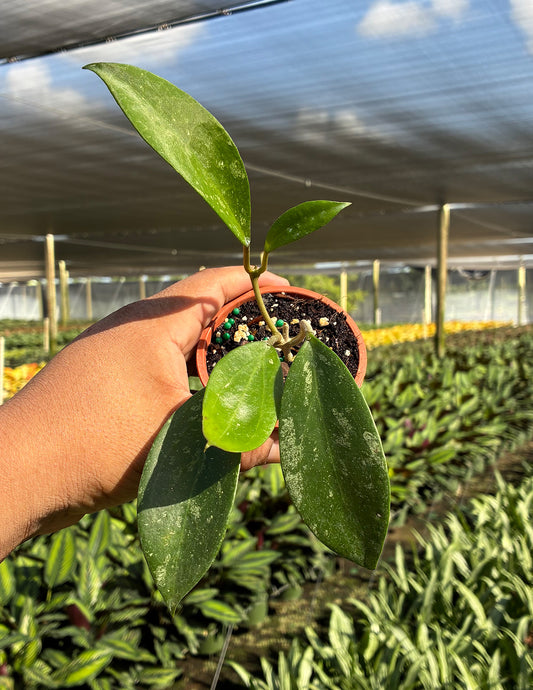 Hoya RHM 2413 Callistophylla New Clone x Unknown