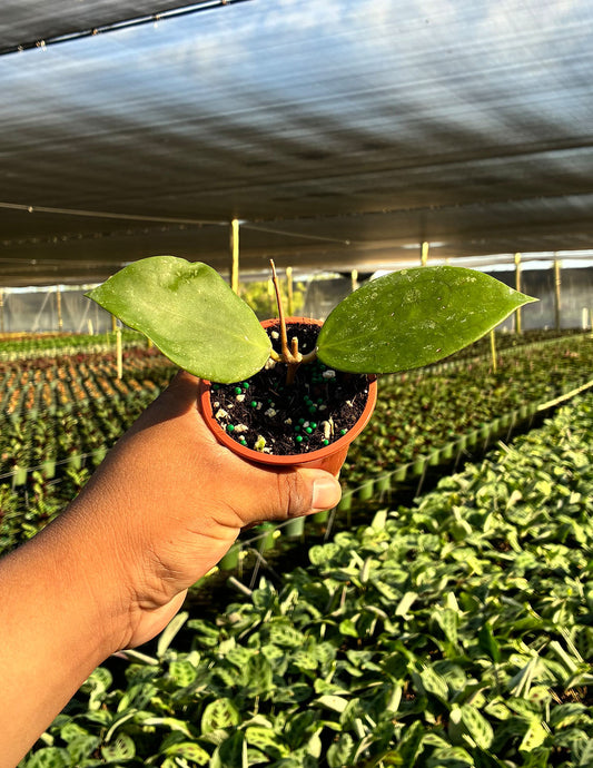 Hoya Jennifer x Unknown