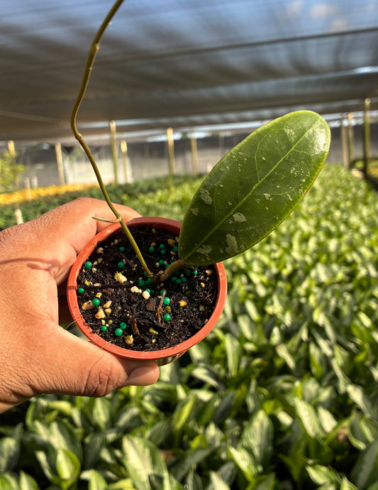 Hoya Rintzii Borneo