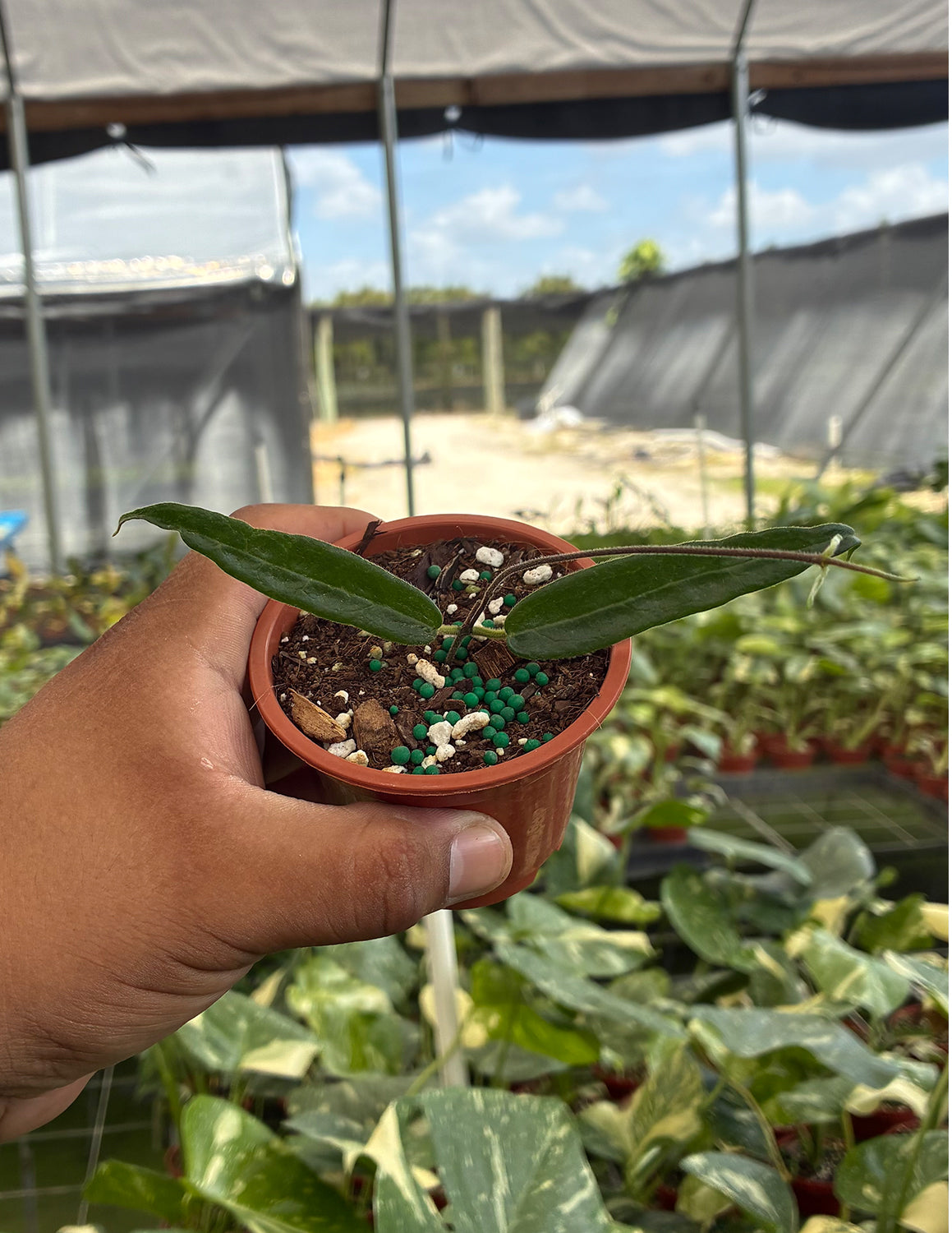 Hoya Hypolasia | Houseplants | Always Affordable at Plant Proper