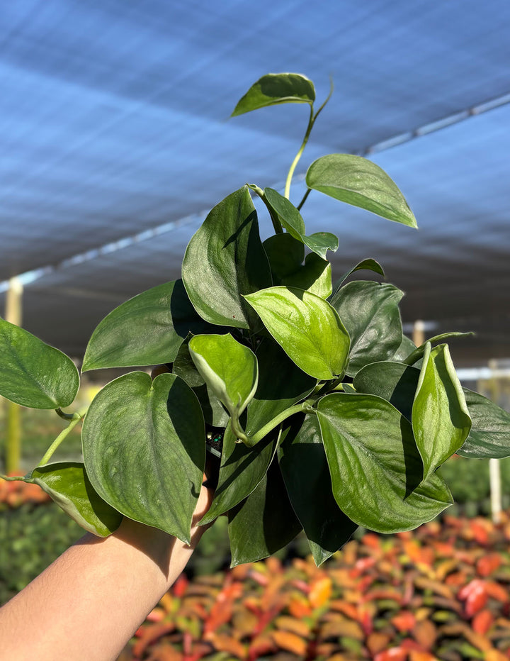 jade satin plant Scindapsus Jade Satin | Houseplant