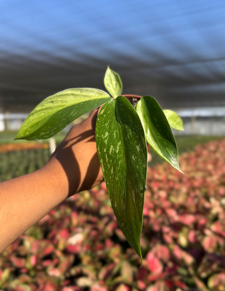 philodendron jose buono origin Philodendron Jose Buono | Houseplants