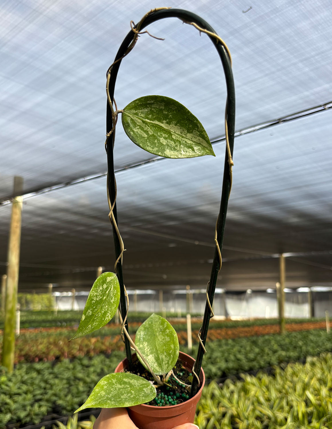 Hoya KSB 08 | Houseplants | Always Affordable at Plant Proper
