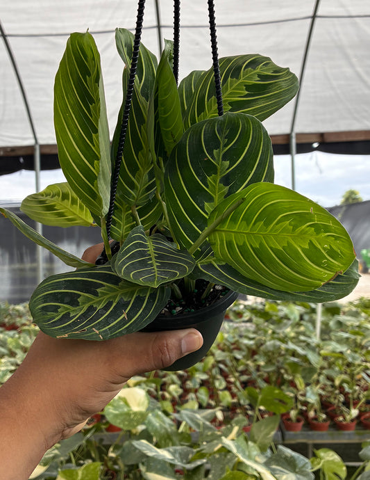Maranta Lemon Lime