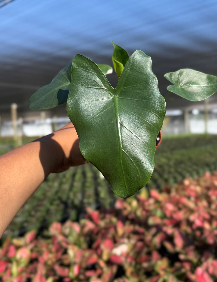 alocasia macrorrhiza indoor plant Alocasia Macrorrhiza | Houseplants