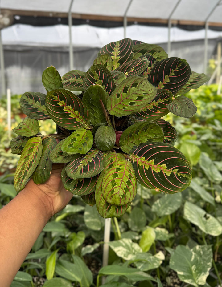 Maranta Red | Prayer Plant