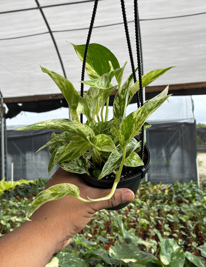 30 45cm marble queen pothos epipremnum in hanging 15cm pot Pothos Marble Queen | Devil's Ivy Plant