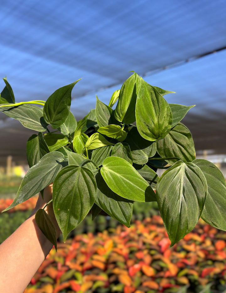 philodendron mica Philodendron Micans Green Form Houseplants