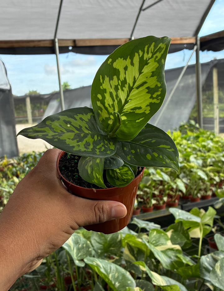 dieffenbachia army Dieffenbachia Military