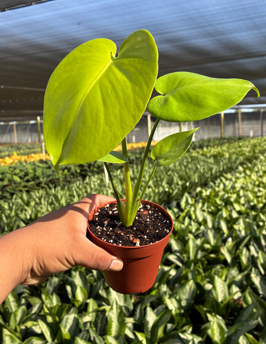 Monstera Deliciosa Golden