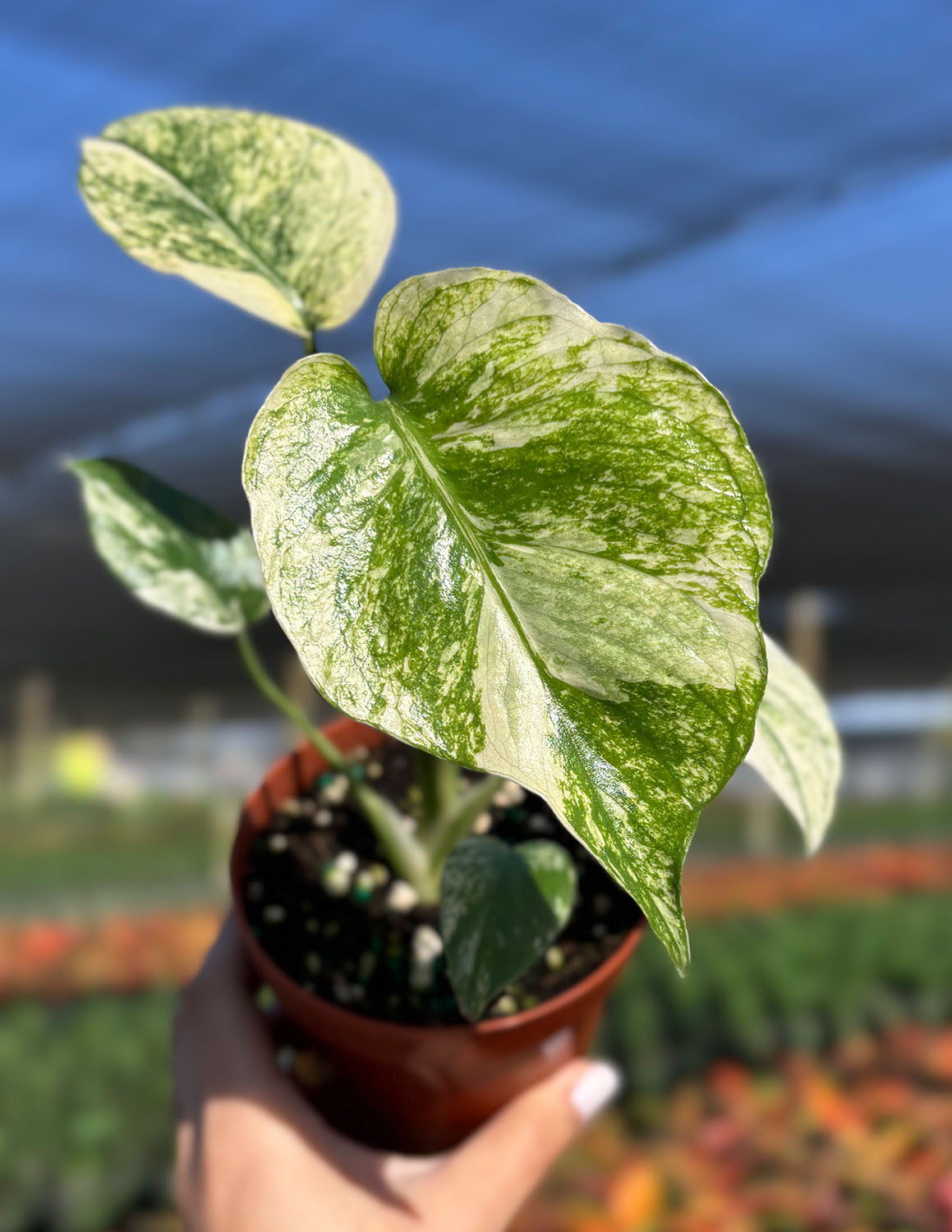 Monstera Mint | Always Affordable at Plant Proper
