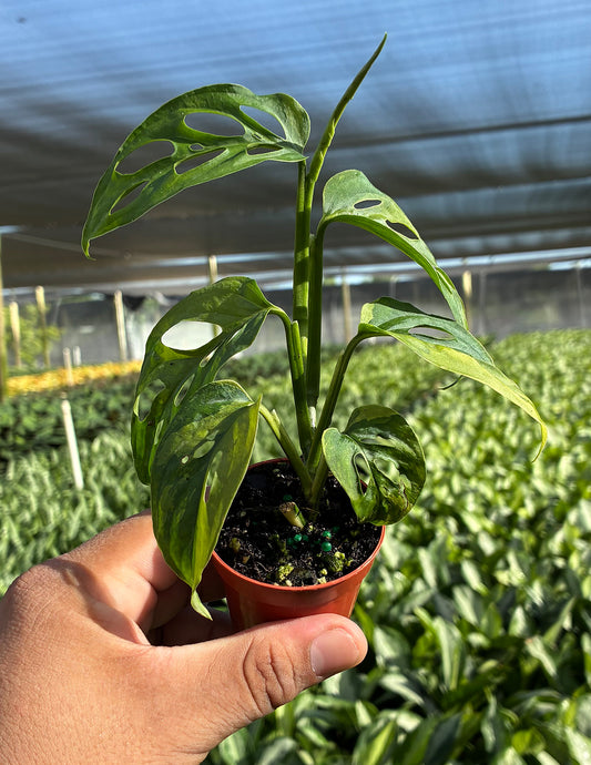 Monstera Adansonii Narrow Leaf Variegated