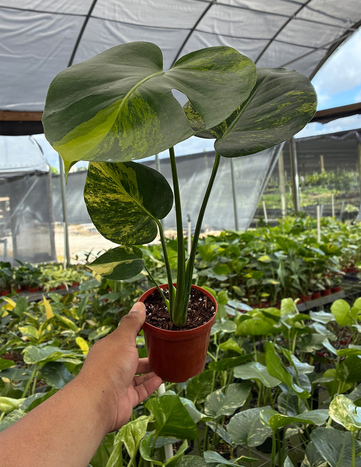 yellow marilyn monstera Monstera Yellow Marilyn