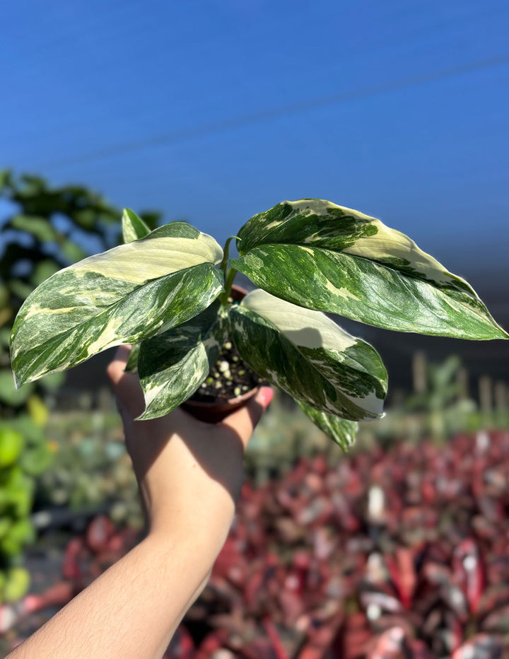 Monstera Lechleriana Variegated Houseplants