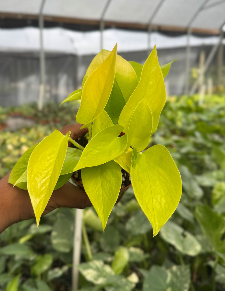 lime pothos Pothos Neon | Houseplants
