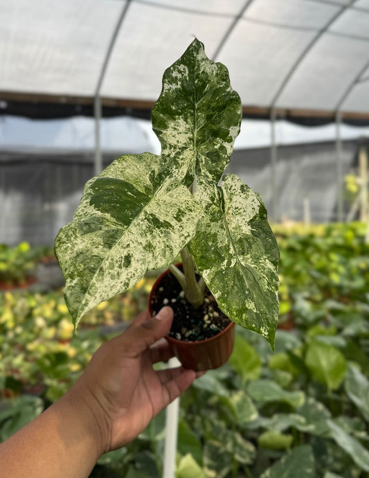 Alocasia Odora Batik