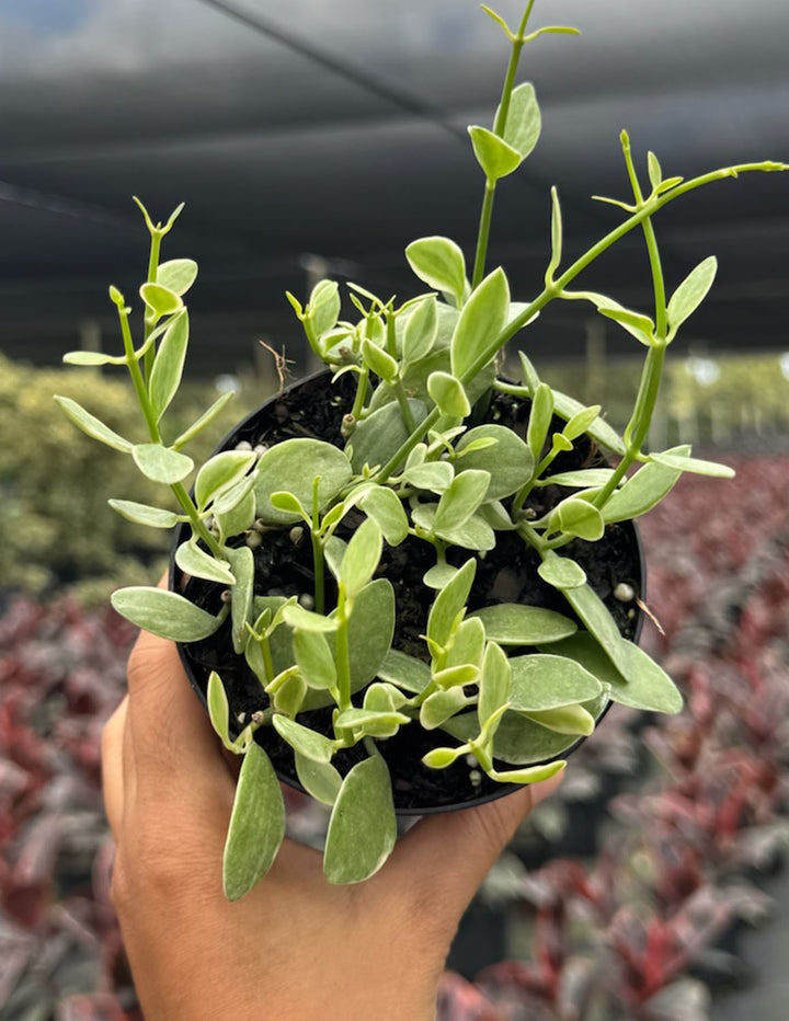 Dischidia Oiantha Variegated