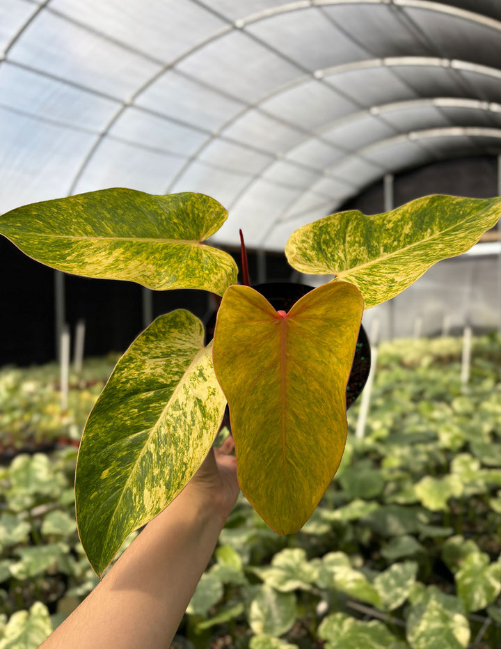Philodendron Painted Lady | Houseplants