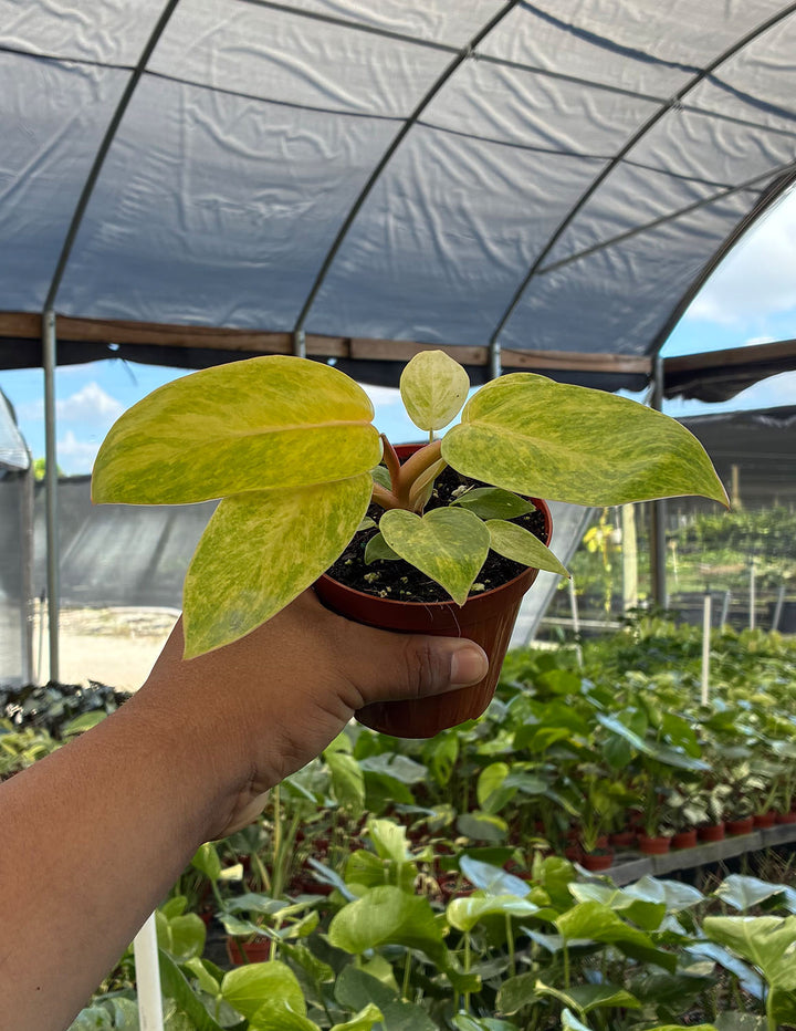 Philodendron Painted Lady | Houseplants | Always Affordable at Plant Proper