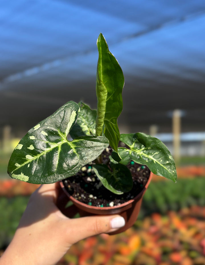 Syngonium Panda Galaxy | Podophyllum Galaxy | Arrowhead Plant