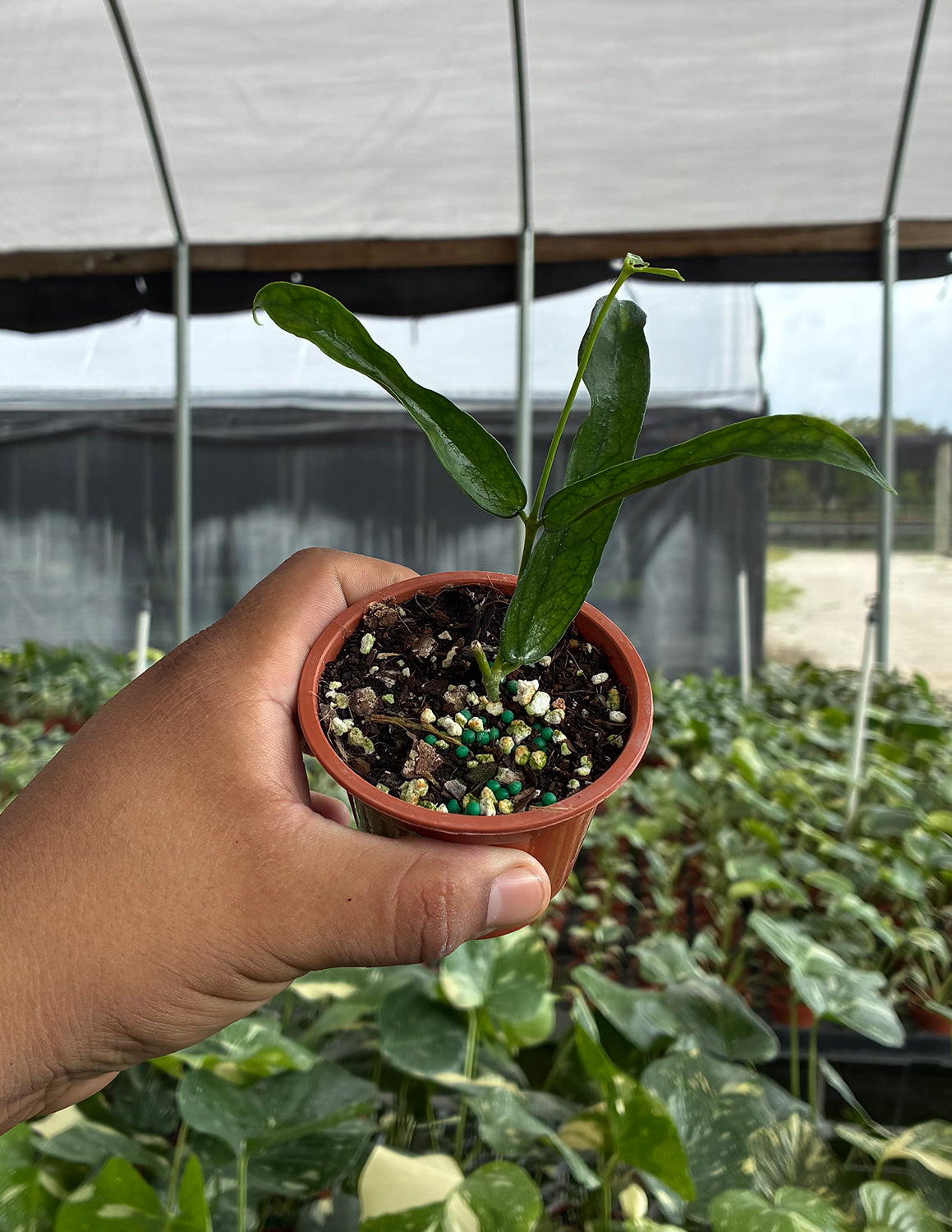 Hoya Pandurata Vietnam | Houseplants | Always Affordable at Plant