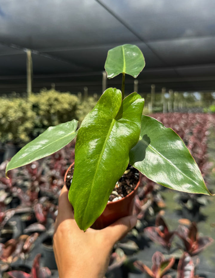 philodendron green paradise Philodendron Paraiso Verde | Houseplants