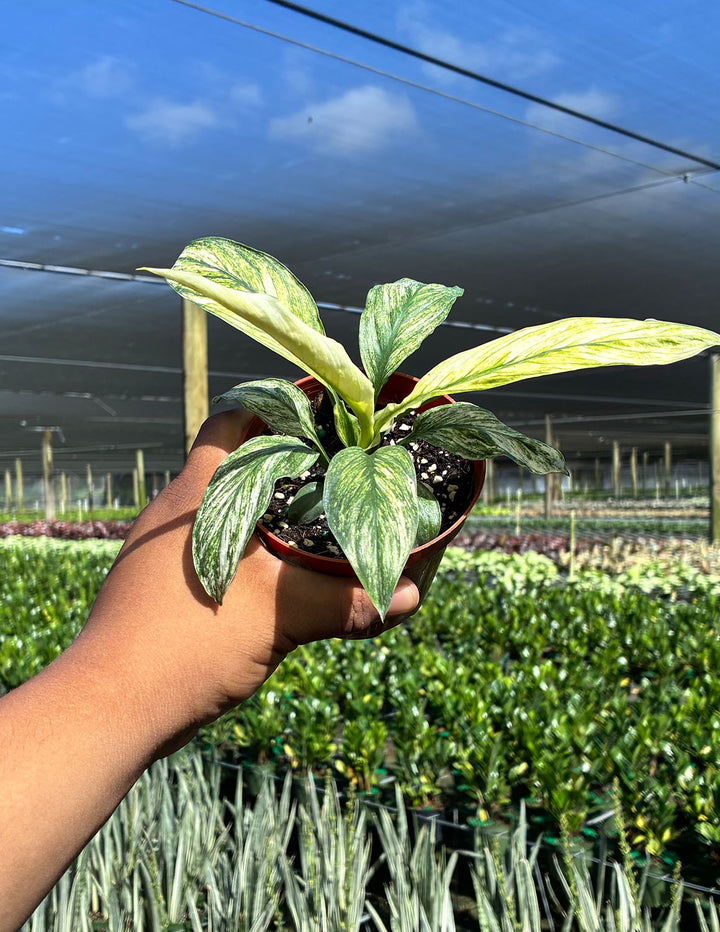 variegated sensation peace lily Peace Lily Sensation Variegated | Houseplant
